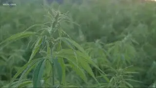 Lawmakers consider a ban on smokable hemp