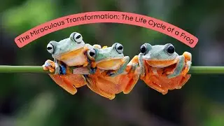 The Miraculous Transformation: The Life Cycle of a Frog #frogs #froglife