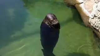 spinning seal in 4k60 fps