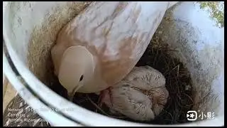 Bersama Burung Puter dan Ayam Kate+ Serama di Kandang Anugrah Jasmine Farm Kalirejo (19/12/2025)