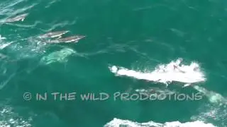 Dolphin Footage 2015 00150