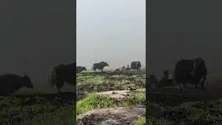 Marche Yak zone