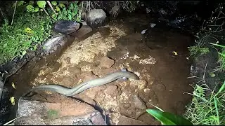 Feeding Eels 29 Jan 2026