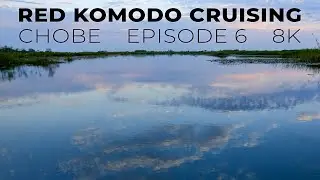 Red Komodo Cruising: 8K Wildlife Filming with Pangolin Photo Safaris - Chobe 2021 Ep 6