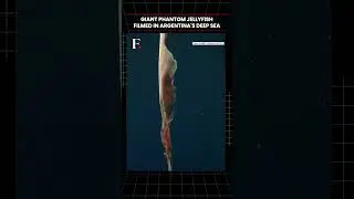 #FirstpostNews: Rare Jellyfish Spotted Near Argentina | N18G
