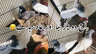 Scene shro hog ho gea chirimari ka 😂|@Razzaqofficial-petslover |