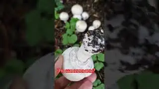 #грибы #грибнойсезон #шампиньоны