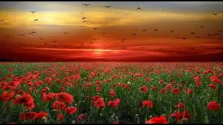 Mark Knopfler- The Long Road  -  Full Screen-HD&HQ