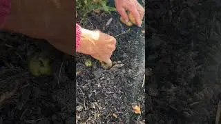 Is this blight? and potato harvest