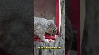 Family Save Squirrel, 8 Years Later They Get Surprised #shorts