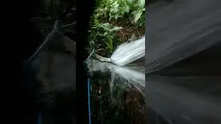 Feeding snake head fish|monster വരാൽ|tank cleaning|varal farming| #fish #trending