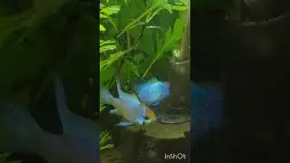 Electric Blue Ram Fish Laying Eggs 🐟💙 #ElectricBlueRam #RamCichlid