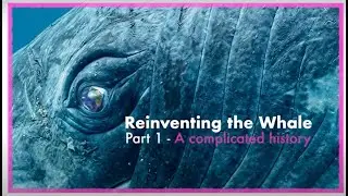 Reinventing the Whale - Part 1: What is a whale? | Whale and Dolphin Conservation