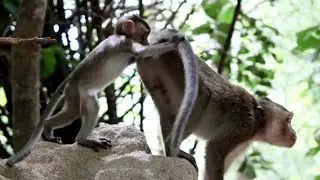 Amazing baby lumane monkey sweet with mama jjxing at mountain forest