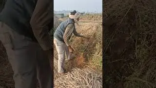 #croplife #agriculture #cropforlife #cropproduction #villagelife