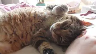 Three minutes of Monkey purring up a storm