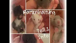 Rattenhaltung Teil 1 / Info + Ist die Farbratte mein perfektes Haustier ?