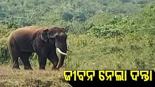 Member Of Elephant Squad Killed In Injured Jumbo&rsquo;s Attack In Dhenkanal