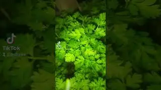 Green Steel Soul nature grass