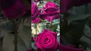 purple pink roses #rose #nature #roseflower #youtubeshorts