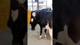 We are inching closer to dairy automation and mechanisation in Nepa. #dairysector #cow #farming