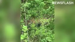 Unusual Sightings Of Tigers In Russian Cities