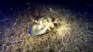 Dactylopterus volitans