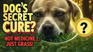 Why Do Dogs Eat Grass? The Secret Nature Doesn&rsquo;t Want You to Ignore! | Fun with Facts