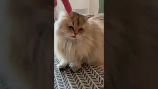 Desperate Golden British Longhair Cat Meowing