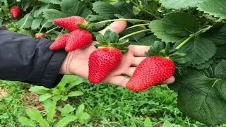 Antes de plantar morango assista esse vídeo!!!