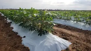 Mulching na mandioca: reduz o mato e aumenta a produtividade