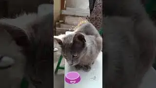 &ldquo;Gourmet or bust&mdash;this kitty only dines in style.&rdquo;Tags:#CatFood #FelineFeast #GourmetKitty #PickyEat