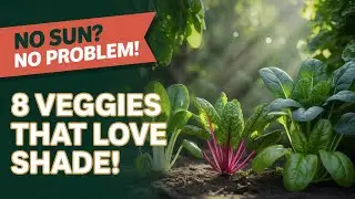 8 Perfect Vegetables You Didn&rsquo;t Know Thrive in a Shady Garden 🌱