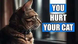 12 Everyday Mistakes That Quietly Break Your Cat&rsquo;s Trust