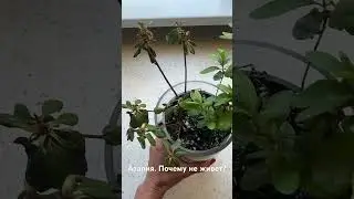 Азалия как с ней подружиться? Поливать! Вы не всесильны. Растения живые существа. #домашниерастения