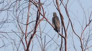 Shikra (Male) | Accipiter badius | Indian Bird Videos #13