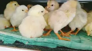 Day old chicks for sale/கோழி குஞ்சுகள் விற்பனைக்கு உள்ளது.இந்த பேட்ச் வேண்டுமானாலும் எடுத்துகலாம்
