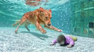 10 Animal Heroes That Saved People's Lives
