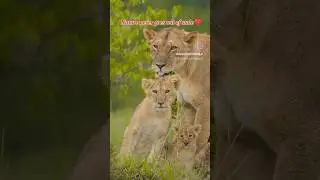 🌍help save the planet 🌲🌳 #video #savewildlife #saveplanet #shorts #nature #trending @ReptoHolics