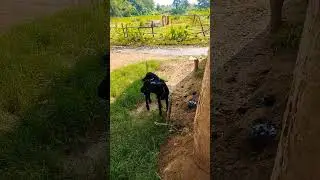 goat bleating sounds