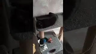 Не мешай, я поиграюсь и пойду спать ) #оле7 #ластёна #cats #cat #котофейка #видосыоткота #кот