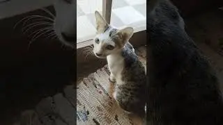 #funny #love #viral #cat #cute #kitten #maryam