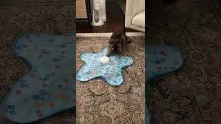 Trigger Your Cat&rsquo;s Hunting Instincts 😼 Automatic feather movement for active indoor play