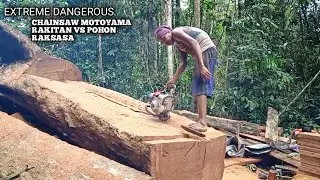 Membutuhkan uang satu koper untuk beli kayu raksasa ini ❗Chainsaw vs kamper gergaji mesin senso kayu