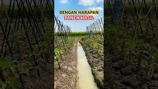 🔴 TANAM TOMAT  ‼️ 20 HST #fypシ #agriculture #tomato