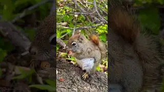 Baby Squirrel Sounds while Happily Eating