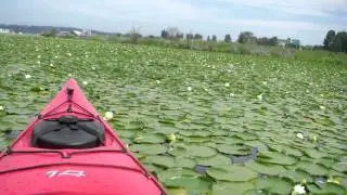 Sterling Milfoil Removal - Aquatic Weed Control