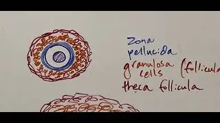 Development of the ovarian follicle