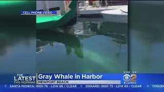 Gray Whale Spotted In Newport Beach Harbor