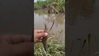 Mancing udang galah umpan magot #mancingudang #umpanudang #caramancingudanggalah